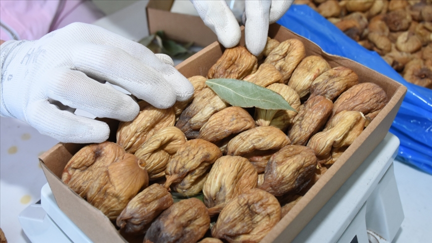 Premium dried figs beautifully arranged on a minimalist white ceramic plate against a textured cream background with soft, directional light.