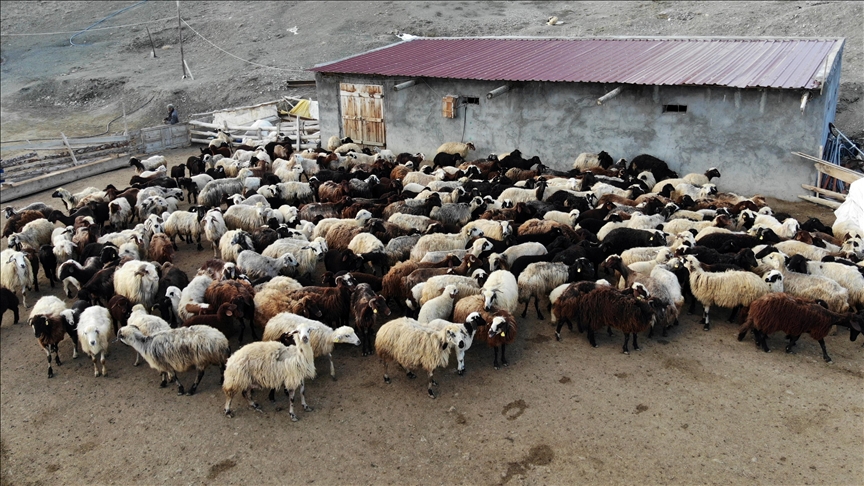 تركيا.. حظائر تؤهل الحملان لمواجهة برد الشتاء