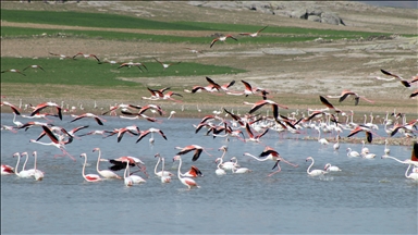 بحيرة "الملح" التركية.. إحدى أكبر مستعمرات "الفلامينغو" بالعالم