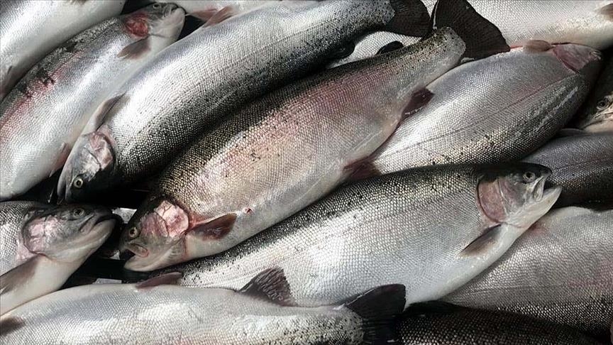 Экспорт морепродуктов из Турции в 2020 году достиг $1,63 млрд