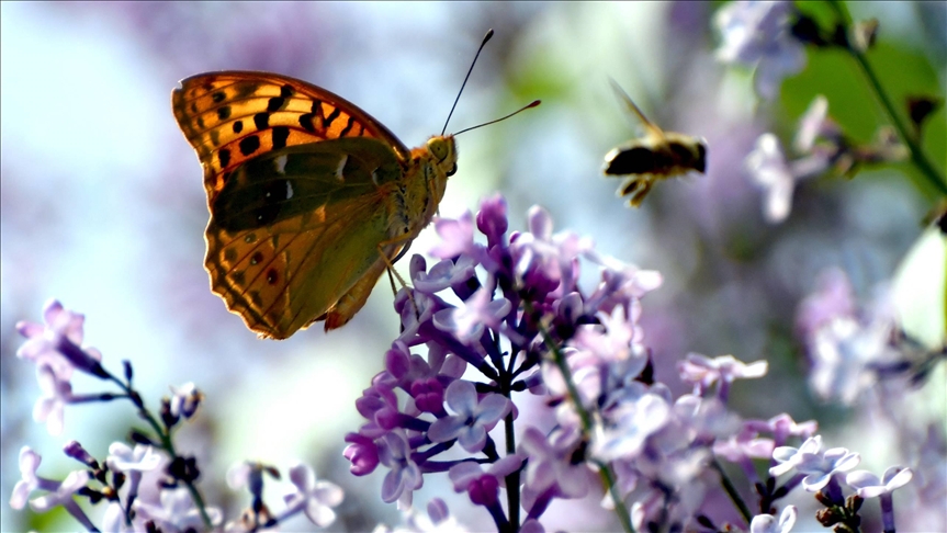 أزهار وفراشات.. "مهرجان ألوان" في شرق تركيا