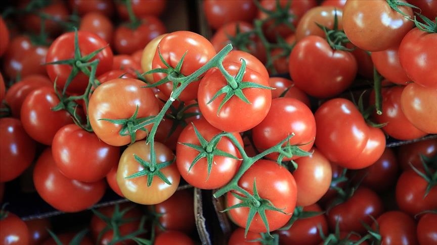 صادرات میوه و سبزیجات ترکیه رکورد شکست