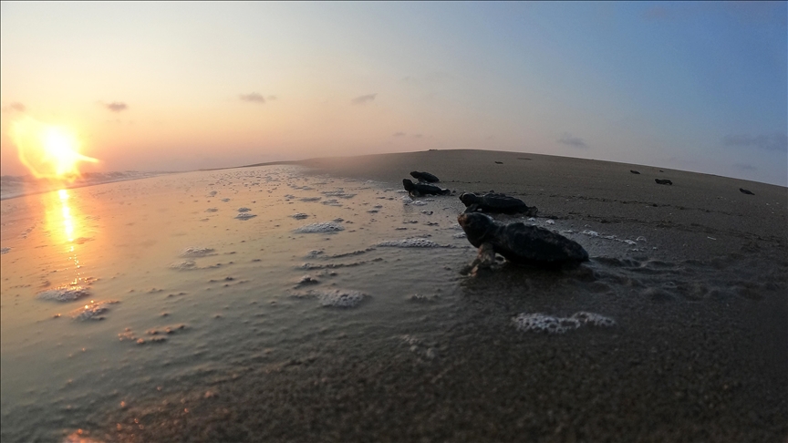 في غياب الرقابة... سلاحف اليمن وصراع البقاء (تقرير)