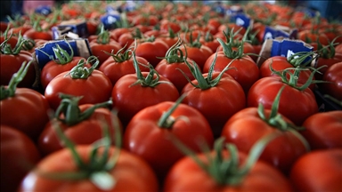 Seralarda yetişen domates ve biber 45 ülkede sofralara taşınıyor