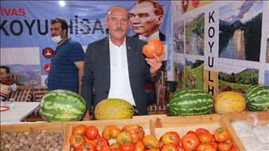 Sivas'ta ata tohumundan üretilen "Koyulhisar domatesi" coğrafi işaret tescil belgesi aldı 