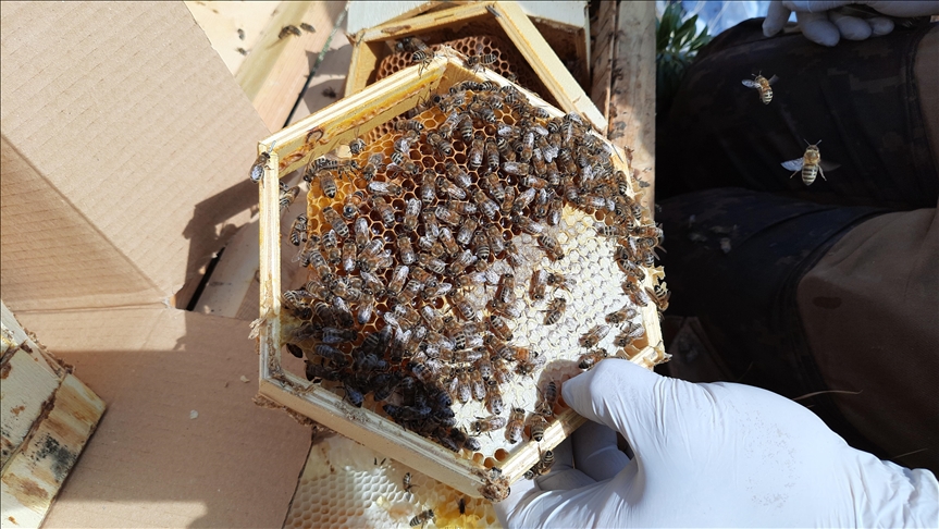 جني عسل "قره قوان" التركي الشهير عالميا في قمم جبال طوروس 