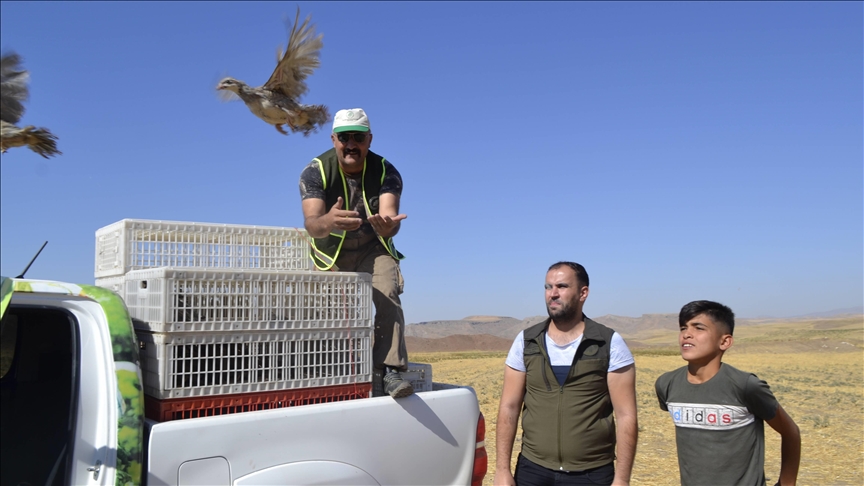 تركيا.. إطلاق 1250 طائر حجل لتعزيز الحياة البرية