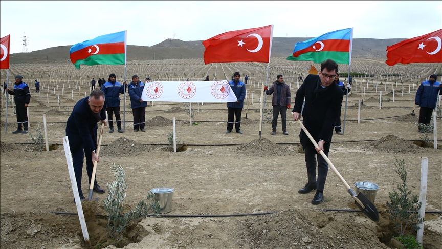 В Азербайджане высадили 111 000 деревьев в рамках экологической акции