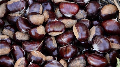 أيدن التركية.. زيادة صادرات الكستناء 79 بالمئة في 11 شهرا