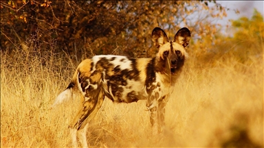 Nonprofit helps reduce poaching in Zimbabwe’s Hwange community