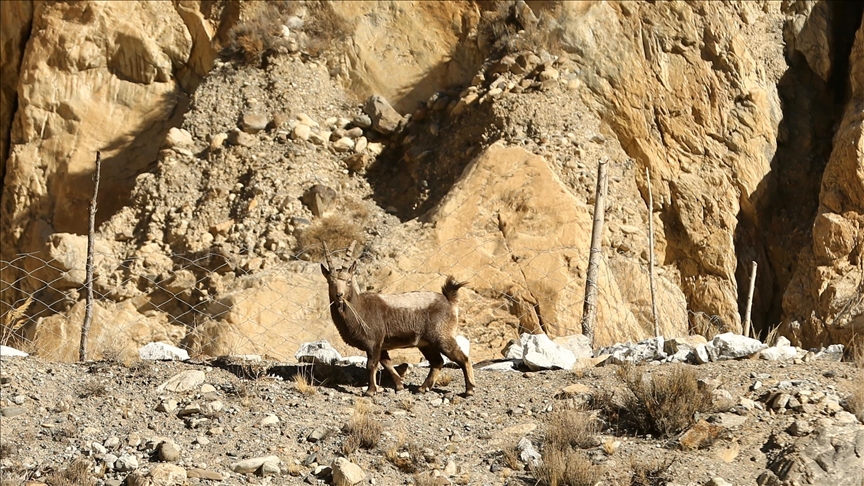 Markhor population doubles in 3 decades in Pakistan, official data suggests