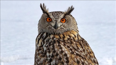 گیانله‌به‌ره‌ كێوییه‌كان كه‌ بۆ خۆراك ده‌گه‌ڕێن ده‌بنه‌ ئامانجی راوه‌ نایاسایییه‌كان