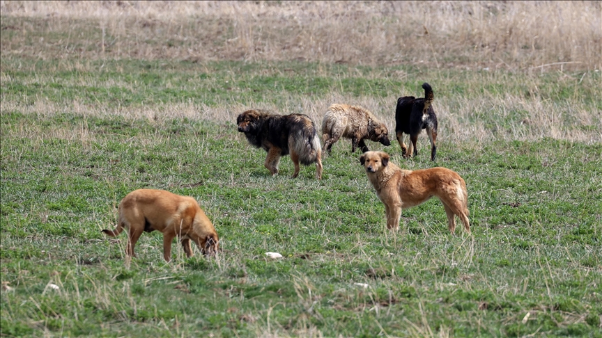Sahipsiz köpek sorununun çözümü için yasal düzenleme talebi