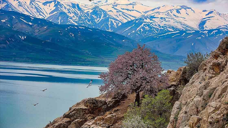Van Gölü'nün dört adası etkinliklerle tanıtılıyor