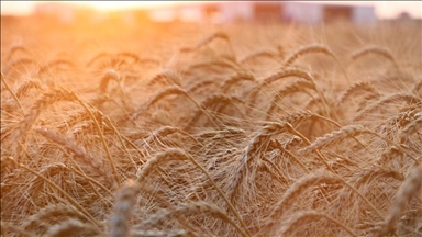 Russian forces stole 400,000 tons of grain from Ukraine: Report