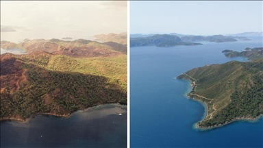 В Турции восстанавливают пострадавшие от пожаров леса