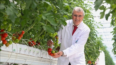 Sakarya'da topraksız tarımla üretilen domateslerin ilk hasadı yapılacak