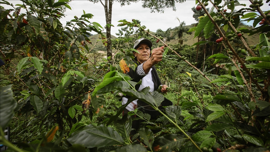 تغير المناخ يؤرق مزارعي البن في تنزانيا (تقرير)