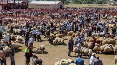 Van'dan batıdaki illere 63 bin kurbanlık sevkiyatı gerçekleştirildi