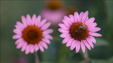 Туркије: Пар од Ван одгледува ехинацеа, за која голем интерес покажуваат фармацевтските компании