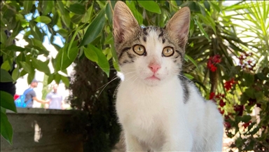 Palestinian students care for animals through volunteer club