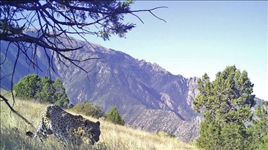 Анатолийский леопард вновь попал в фотоловушку в Турции 