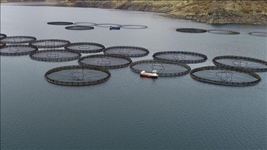 صادرات محصولات شیلاتی به 84 کشور از استان موغلا ترکیه