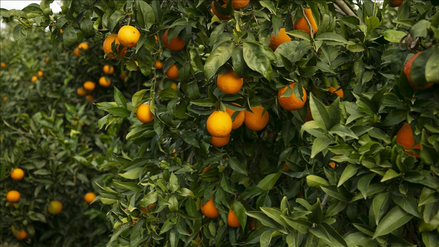 موسم البرتقال في تونس.. المحصول دون المأمول (تقرير)
