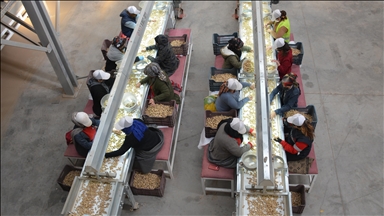 Şırnak'ta kurulan tesisler yer fıstığı üreticilerinin piyasadaki etkinliğini artırdı