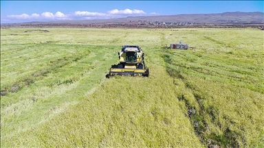 صادارت محصولات کشاورزی ایران به حدود 4 میلیارد دلار رسید