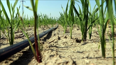 انتقاد وزارت کشاورزی ایران از مصرف بی‌رویه آب در تولید محصول