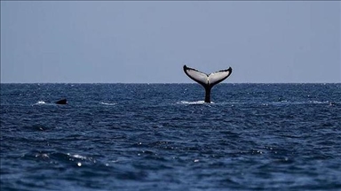 Четвртина од 8 милиони видови на Земјата се во опасност од исчезнување