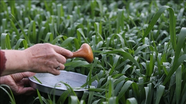 Kırklareli'nde Hıdırellez'de çiy damlası katılan sütle yoğurt mayalama geleneği yaşatılıyor