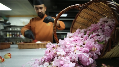 Li Kapadokyayê ji çîçekên "sakura"yê xengel, rîçal, şerbet û çay çêdikin