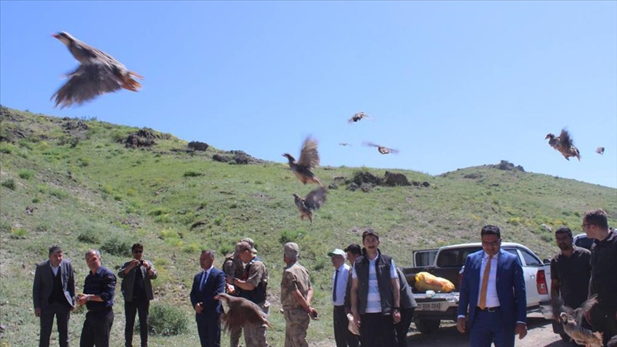 Kars'ta kınalı keklikler doğaya salındı