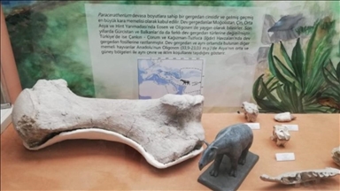 Giant rhinoceros fossils found in Turkish Anatolia