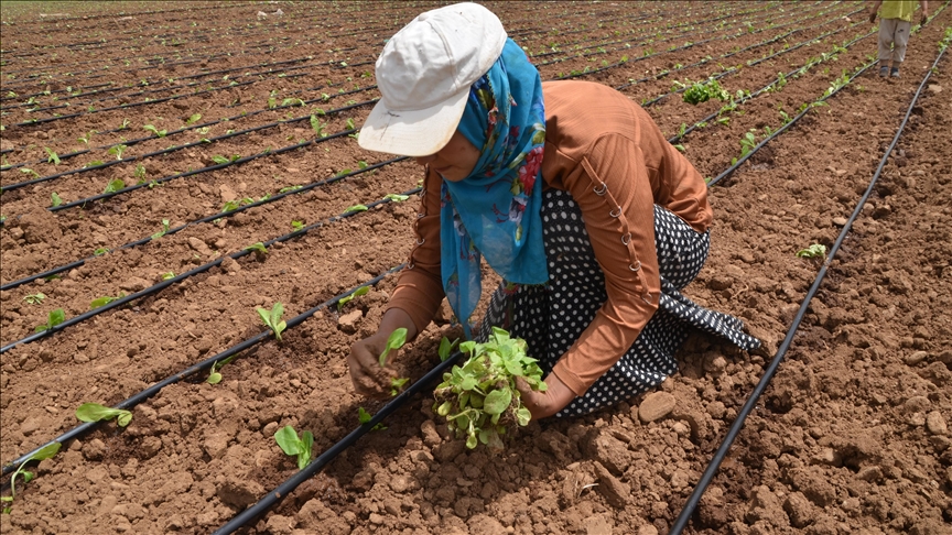 لە مووش لەسەر رووبەری پێنج هەزار دۆنم تووتن چێندرا