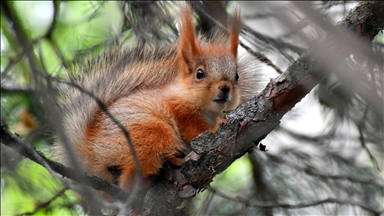 لە باخی گشتیی قەرس وێنەی هەڵۆ و سمۆرەکان چرکێنرا