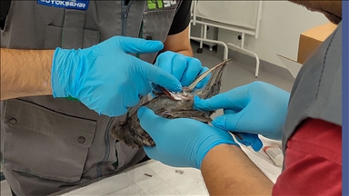 Kocaeli'de TMO silosundaki patlamada yaralanan güvercinler tedaviye alındı