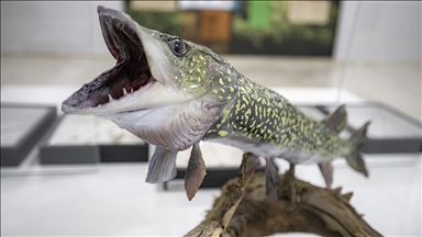 Akademisyenlerin 1970'li yıllarda topladığı balıklar müzede sergilenecek