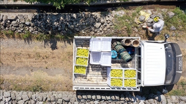 Aşırı sıcakların etkili olduğu Aydın'da taze incir rekoltesinde düşüş bekleniyor