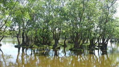 Su rejimini düzenleyen subasar ormanları görünmez filtre görevi yapıyor