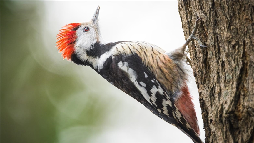 Крылатые обитатели Белградского леса