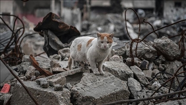 غزه زیر تیغ گرسنگی؛ حیوانات همدیگر را می‌خورند