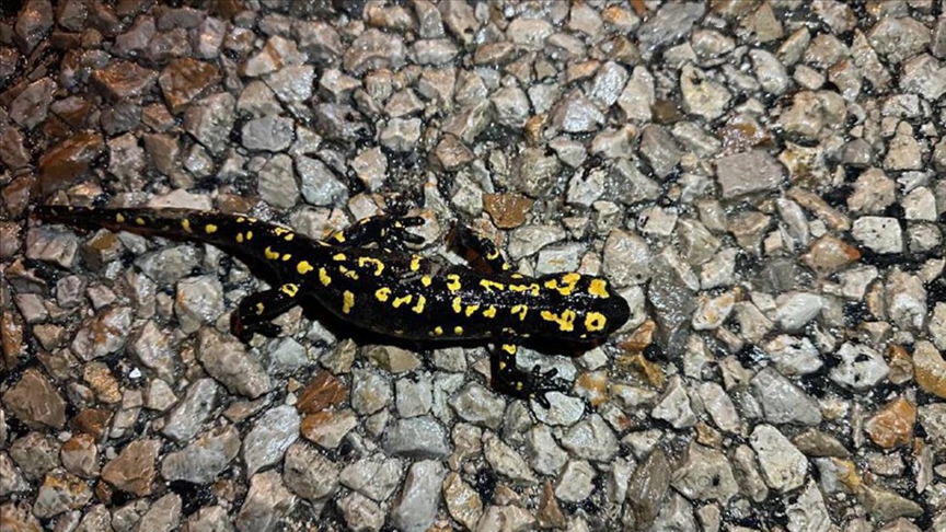 Şırnak'ta nesli tehdit altındaki "sarı benekli semender" görüldü