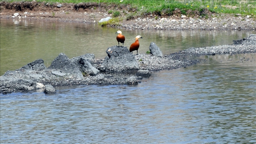کوچ پرندگان مهاجر به دریاچه آسبوغا ترکیه