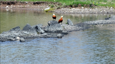 کوچ پرندگان مهاجر به دریاچه آسبوغا ترکیه