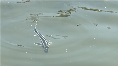 Nesli tehlike altındaki 5 bin mersin balığı Yeşilırmak'a salındı