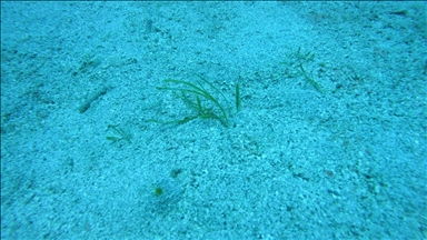 Denizlerdeki ısınma katil yosunun yayılma riskini artırıyor