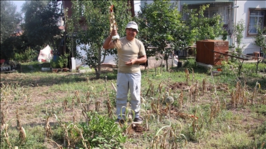 Aile hekimi hobi olarak başladığı sarımsak yetiştiriciliğinde profesyonelleşmeyi hedefliyor 